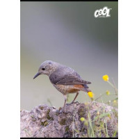 Füzet, tűzött, A4, vonalas, 80 lap, COOL BY VICTORIA "Birds" Füzet, tűzött, A4, vonalas, 80 lap, COOL BY VICTORIA "Birds"