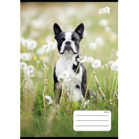 Füzet, tűzött, A5, kockás, 32 lap, COOL BY VICTORIA "B&W dogs", "27-32" Füzet, tűzött, A5, kockás, 32 lap, COOL BY VICTORIA "B&W dogs", "27-32"