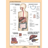 Tanulói munkalap, A4, STIEFEL "Az emésztőrendszer" Tanulói munkalap, A4, STIEFEL "Az emésztőrendszer"