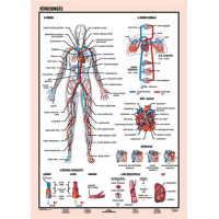 Tanulói munkalap, A4, STIEFEL "Vérkeringés" Tanulói munkalap, A4, STIEFEL "Vérkeringés"