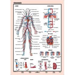 Tanulói munkalap, A4,  STIEFEL "Vérkeringés" Tanulói munkalap, A4,  STIEFEL "Vérkeringés"